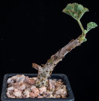 Jatropha pelargonifolia B