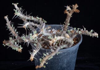 Sarcocaulon crassicaule A