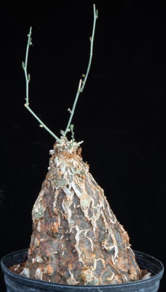 Cephalopentandra ecirrhosa D