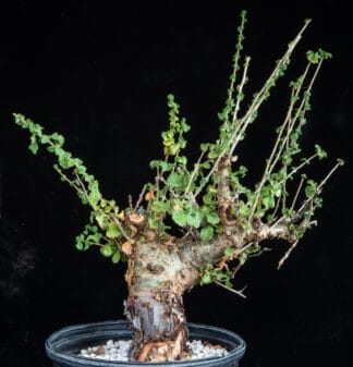 Commiphora kua var gowello B
