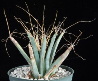 Leuchtenbergia principis A