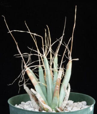 Leuchtenbergia principis B