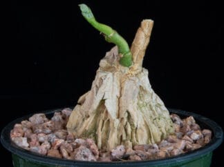 Matelea cyclophylla A
