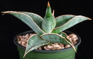 Sansevieria pinguicula A