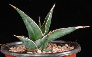 Sansevieria pinguicula B
