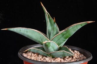 Sansevieria pinguicula C