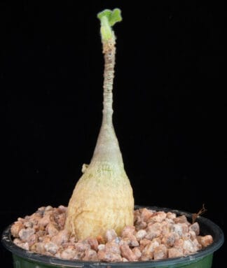 Uncarina roeoesliana D