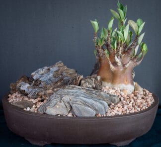 Adenium arabicum "Black" C
