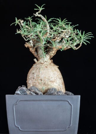 Adenium somalense var nova