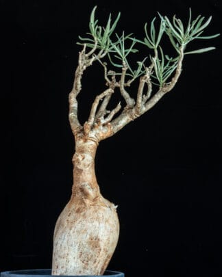 Adenium somalense var nova B