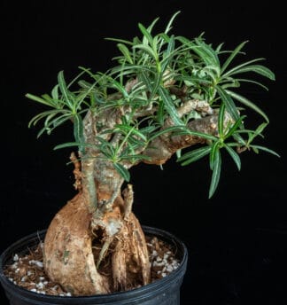 Adenium somalense var nova D
