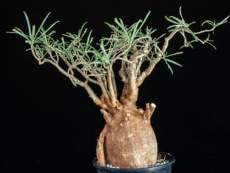 Adenium somalense var nova E