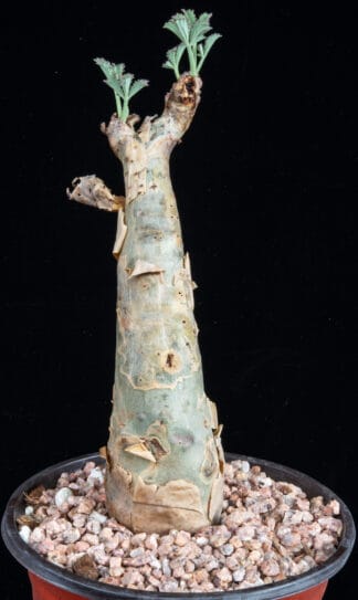 Cyphostemma betiforme B