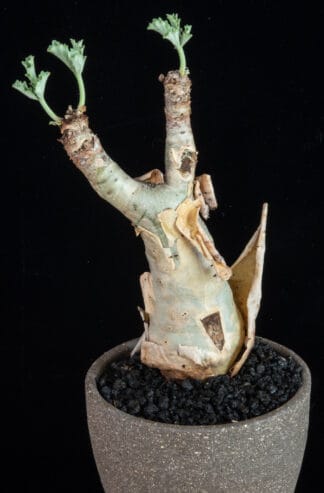Cyphostemma betiforme E