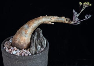 Cyphostemma betiforme thin leaves I