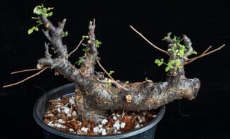 Commiphora boranensis A
