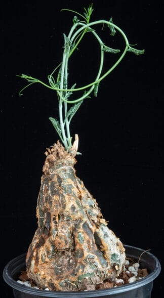 Cephalopentandra ecirrhosa A