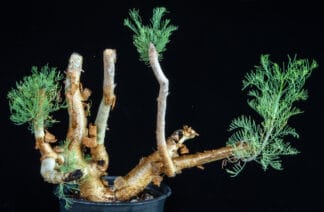 Commiphora kraeuseliana B