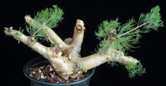 Commiphora kraeuseliana D