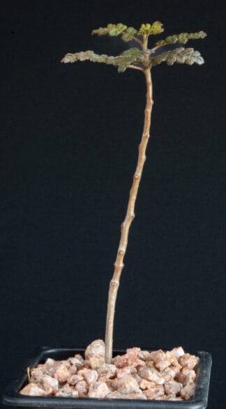 Commiphora planifrons A