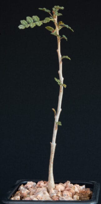 Commiphora planifrons B