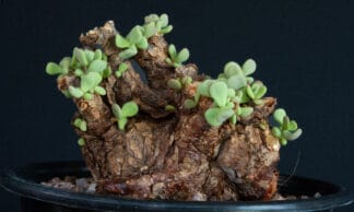 Ceraria pygmaea D