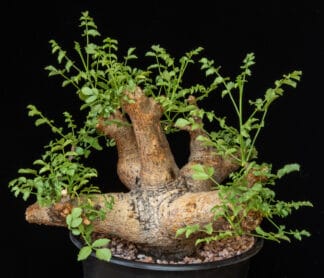 Commiphora saxicola A