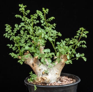 Commiphora saxicola B