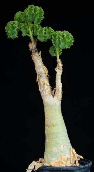 Cyphostemma uter C