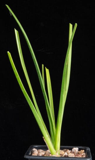 Dracaena cinnabari C
