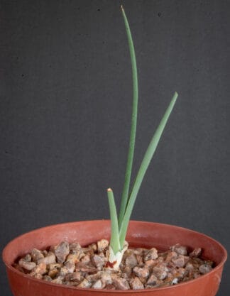 Dracaena serrulata A