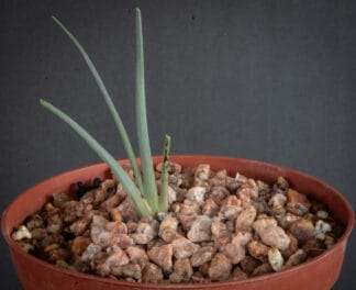 Dracaena serrulata B