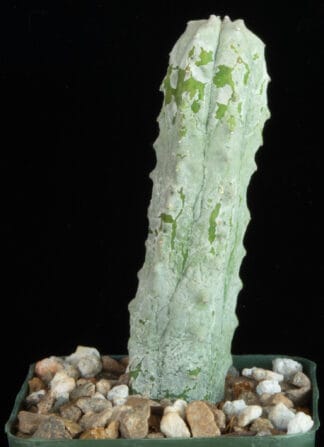Euphorbia abdelkuri A