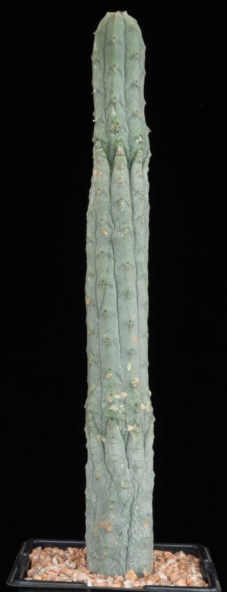 Euphorbia abdelkuri B