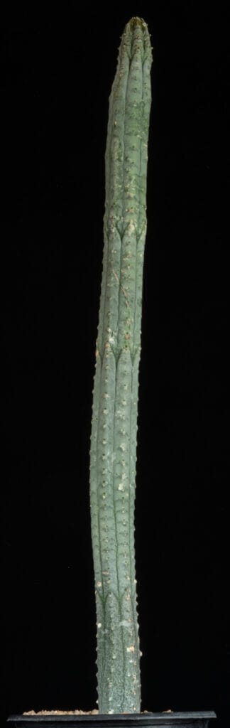 Euphorbia abdelkuri C