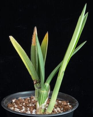 Eulophia petersii A