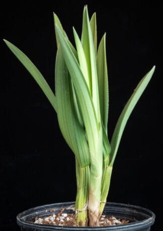 Eulophia petersii B