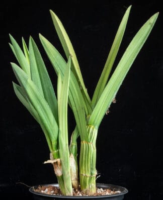 Eulophia petersii C