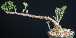 Jatropha pelargonifolia C