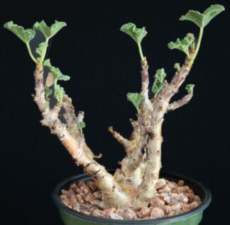 Jatropha pelargonifolia D