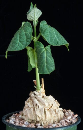 Matelea cyclophylla B