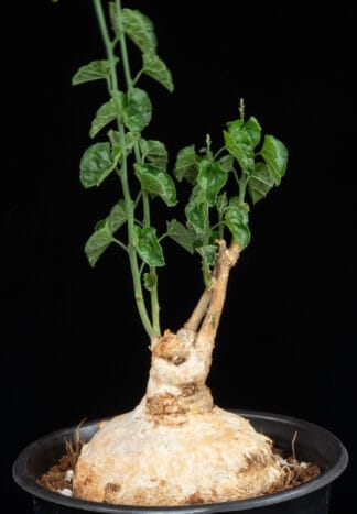 Pyrenacantha malvifolia C