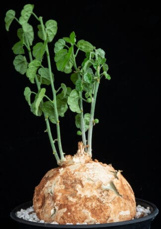 Pyrenacantha malvifolia D