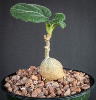 Uncarina roeoesliana C