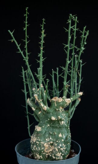 Adenia globosa B