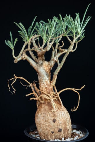 Adenium somalense var nova A