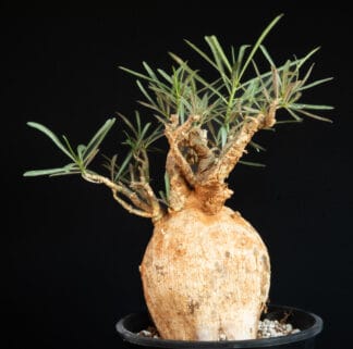 Adenium somalense var nova C