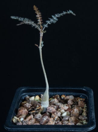 Boswellia asplenifolia A