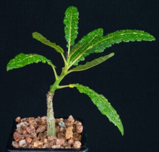 Boswellia popoviana B