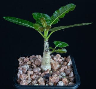 Boswellia popoviana D